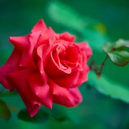 Dom wakacyjny Maison Saraphina