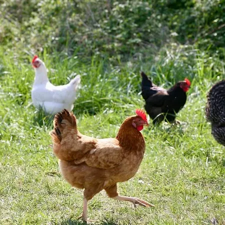 Maison Saraphina Dom wakacyjny *