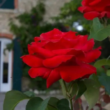 Maison Saraphina Dom wakacyjny *