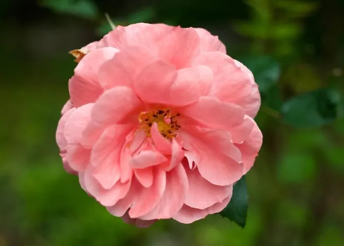 Maison Saraphina Casa de Férias