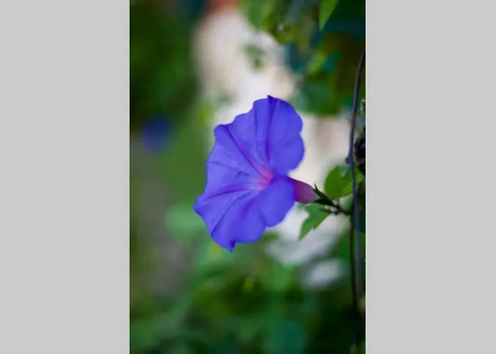 Maison Saraphina Casa de Férias Cruzy